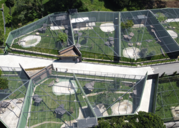 Zoológico de Curitiba ganha recinto para reprodução muriquis, espécie em perigo de extinção