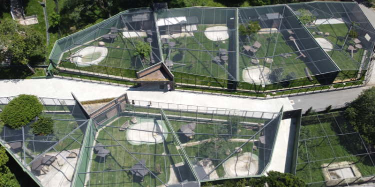 Zoológico de Curitiba ganha recinto para reprodução muriquis, espécie em perigo de extinção