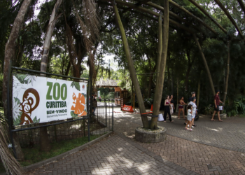Lembra do jacaré do Barigui? Zoo de Curitiba inaugura a trilha do Sergião