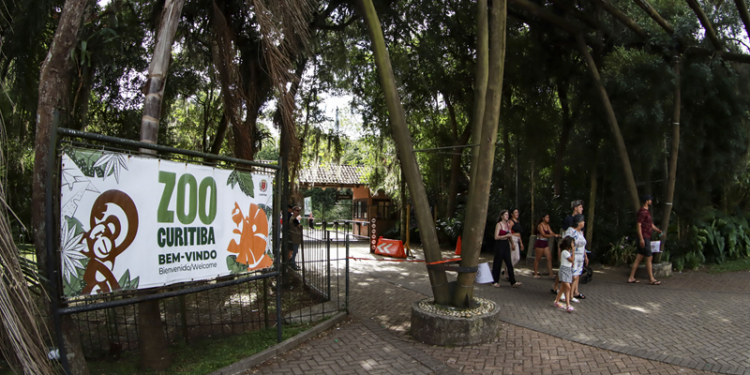 Lembra do jacaré do Barigui? Zoo de Curitiba inaugura a trilha do Sergião