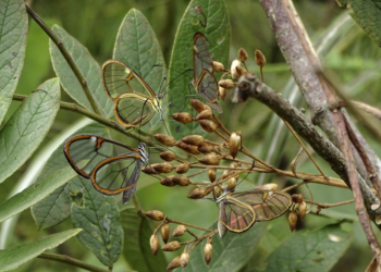 Mudança de verão para o outono gera revoada de borboletas raras no Jardim Botânico de Curitiba