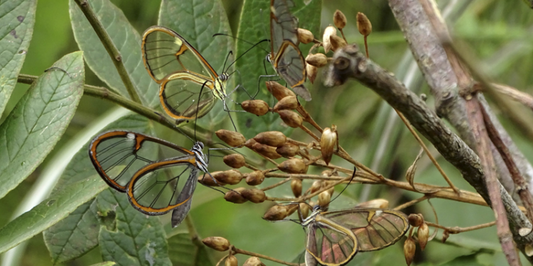 Mudança de verão para o outono gera revoada de borboletas raras no Jardim Botânico de Curitiba