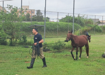 Rede de Proteção Animal faz a apreensão de sete cavalos em situação de risco no Parque Linear do Cajuru