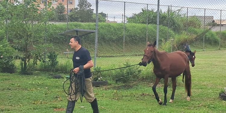 Rede de Proteção Animal faz a apreensão de sete cavalos em situação de risco no Parque Linear do Cajuru