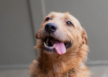 Rua da Cidadania Fazendinha recebe evento de adoção de cães e microchipagem