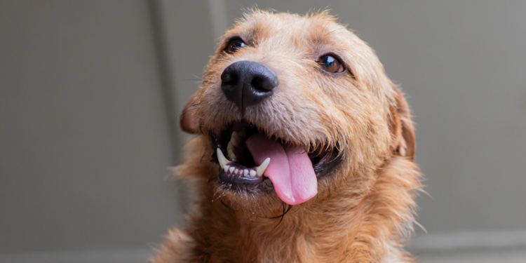 Rua da Cidadania Fazendinha recebe evento de adoção de cães e microchipagem