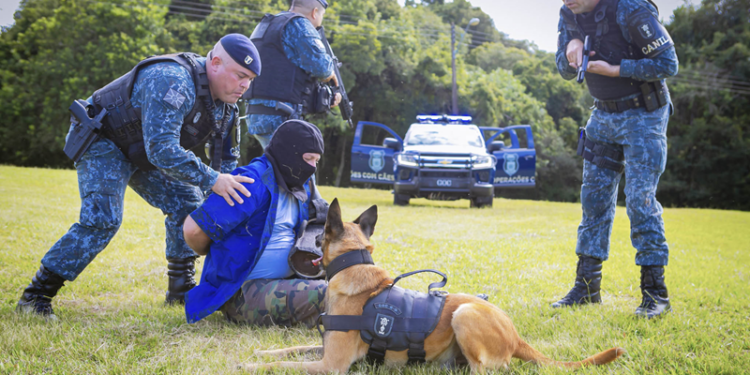 Cães da Guarda Municipal reforçam o combate à criminalidade em Curitiba