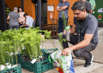 Prefeitura de Curitiba distribui mais 10 mil mudas de árvores gratuitamente; veja a programação