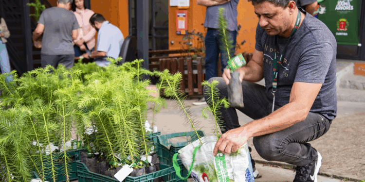 Prefeitura de Curitiba distribui mais 10 mil mudas de árvores gratuitamente; veja a programação