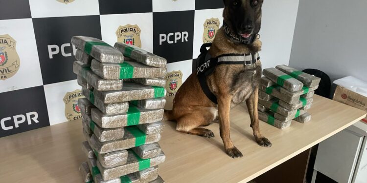 PCPR prende casal em flagrante e apreende 23 quilos de maconha