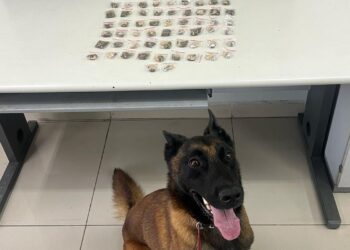 Companhia Independente de Operações com Cães prende suspeito e apreende drogas na CIC