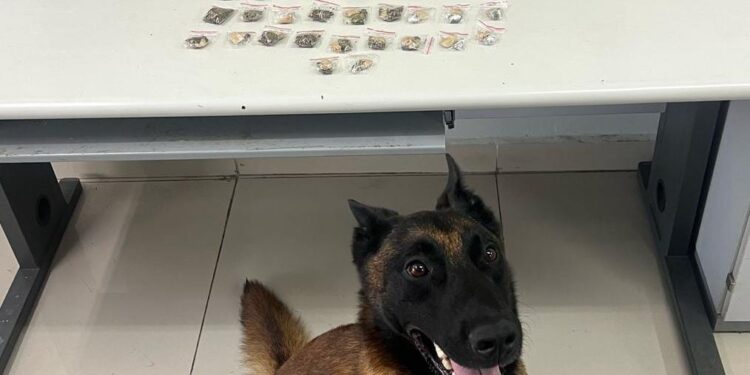 Companhia Independente de Operações com Cães prende suspeito e apreende drogas na CIC
