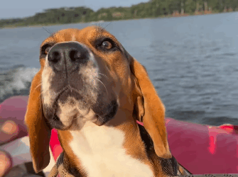 Bombeiros salvam cachorro que caiu de penhasco de 20 metros de altura, no Paraná