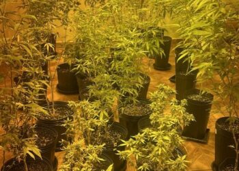 RONE encontra pés de maconha em residência na Vila Bancária, em Campo Largo