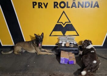 BPRv apreende 60 quilos de drogas em operações distintas nas rodovias estaduais do Paraná