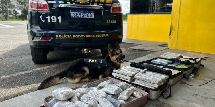 PRF apreende mais de 120 quilos de drogas em táxi na BR-277