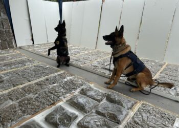 PRF apreende mais de 100 quilos de maconha dentro de portas de madeira no Paraná