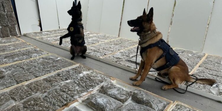 PRF apreende mais de 100 quilos de maconha dentro de portas de madeira no Paraná