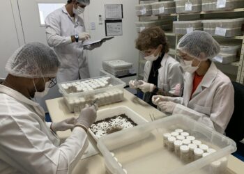 Produção de soro: unidade do Paraná recebe 2,5 mil aranhas para extração do veneno