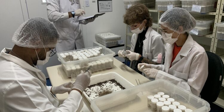 Produção de soro: unidade do Paraná recebe 2,5 mil aranhas para extração do veneno