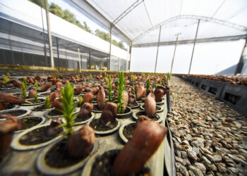 Temporada do pinhão começa nesta terça-feira; IAT reforça regras para comercialização