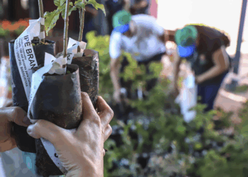Prefeitura de Curitiba distribui mudas gratuitas de árvores. Saiba como garantir uma