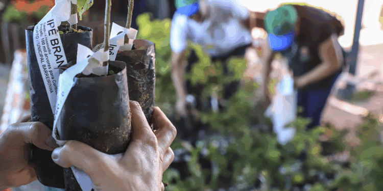 Prefeitura de Curitiba distribui mudas gratuitas de árvores. Saiba como garantir uma