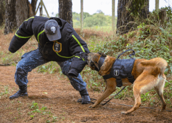 Guarda Municipal de Curitiba promove curso de operador de cães policiais