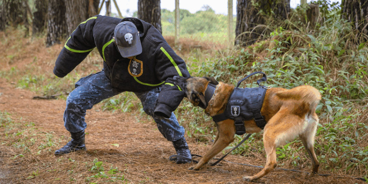 Guarda Municipal de Curitiba promove curso de operador de cães policiais