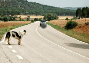 Projeto de Lei prevê suspensão da CNH para motorista que abandonar animais em vias públicas