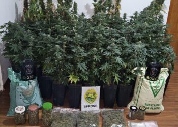 RONE apreende 89 pés de maconha e prende homem após abordagem no Boqueirão