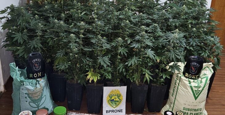 RONE apreende 89 pés de maconha e prende homem após abordagem no Boqueirão