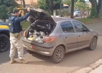 Motorista com carregamento de maconha tenta fugir da PRF, mas desiste e se entrega