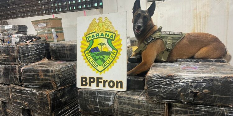 Com auxílio de cão farejador, BPFRON encontra em mata mais de 1 tonelada de maconha
