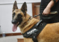 Cão da Polícia Científica detecta vestígios de sangue que olho humano não encontra