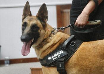 Cão da Polícia Científica detecta vestígios de sangue que olho humano não encontra