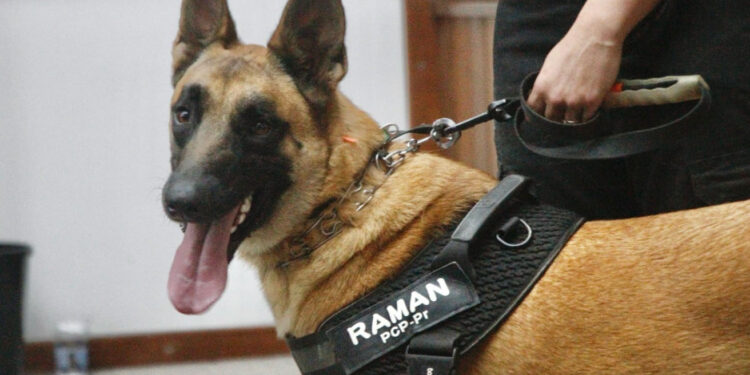 Cão da Polícia Científica detecta vestígios de sangue que olho humano não encontra