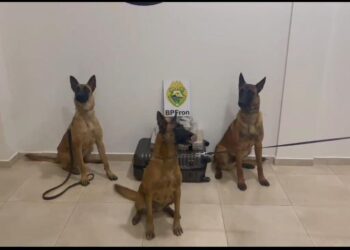 PMPR apreende maconha em ônibus