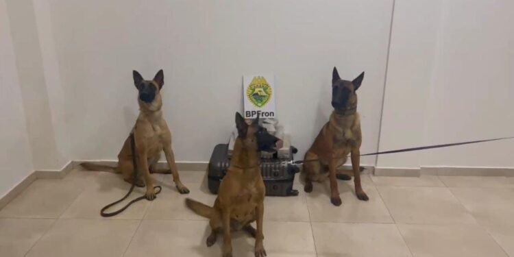 PMPR apreende maconha em ônibus