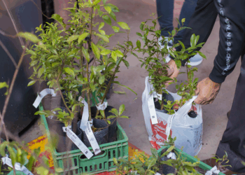 Prefeitura de Curitiba vai entregar 10 mil mudas de árvores no Dia Mundial do Meio Ambiente