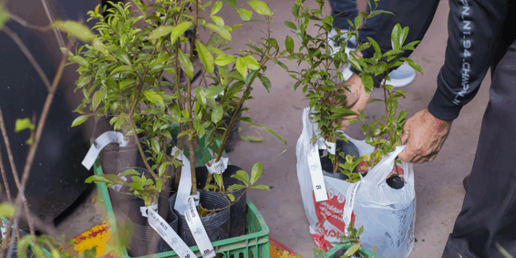 Prefeitura de Curitiba vai entregar 10 mil mudas de árvores no Dia Mundial do Meio Ambiente