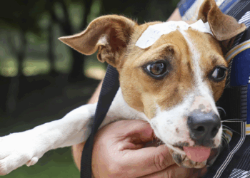 Mês de junho tem 5.717 vagas para castração gratuita de cães e gatos em Curitiba; agendamentos estão abertos