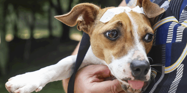 Mês de junho tem 5.717 vagas para castração gratuita de cães e gatos em Curitiba; agendamentos estão abertos