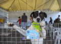 Amigo Bicho terá 50 cães vacinados e microchipados para adoção no Parque Barigui