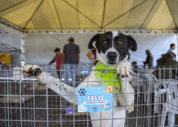 Amigo Bicho terá 50 cães vacinados e microchipados para adoção no Parque Barigui