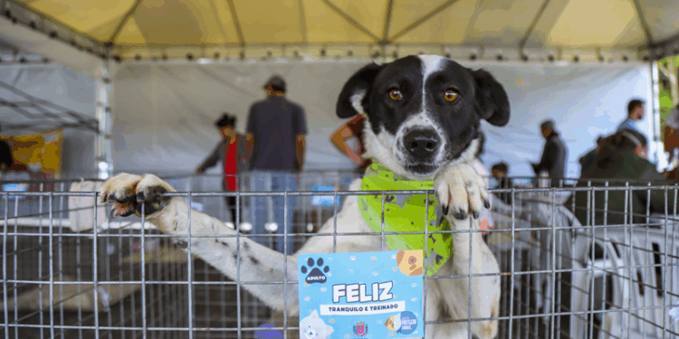 Amigo Bicho terá 50 cães vacinados e microchipados para adoção no Parque Barigui