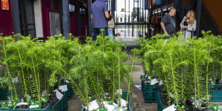 Prefeitura distribui 2 mil mudas de araucárias para celebrar o dia nacional da espécie