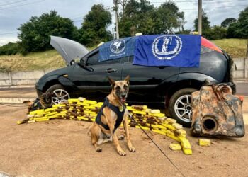 PRF apreende mais de 191 quilos de maconha e arma de fogo durante início do feriado de Corpus Christi no Paraná