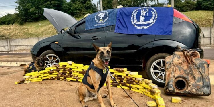 PRF apreende mais de 191 quilos de maconha e arma de fogo durante início do feriado de Corpus Christi no Paraná