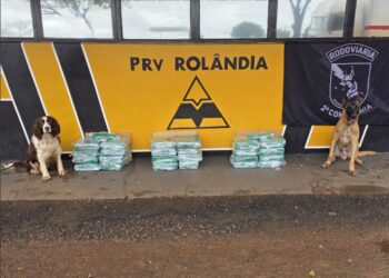 Cães farejadores auxiliam policiais e encontrar mais de 90 kg de maconha em ônibus